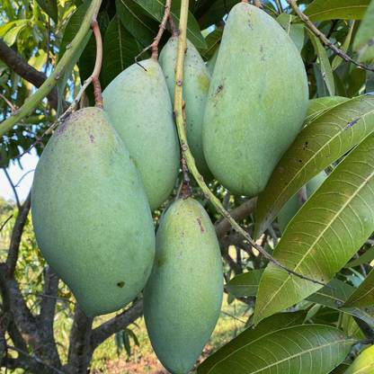 Nursery Live Mango Plant