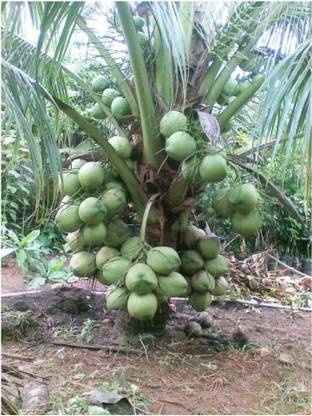 FasanGreen Coconut Plant