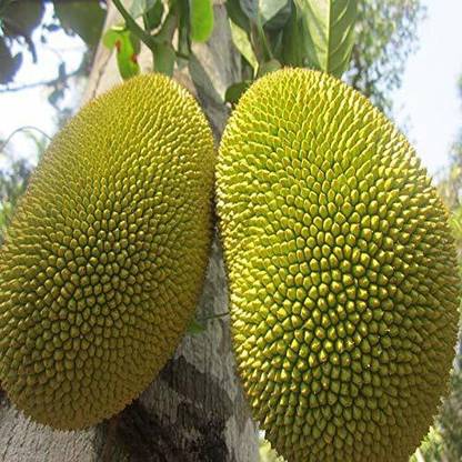 Chamunda Greens Jack Fruit Plant