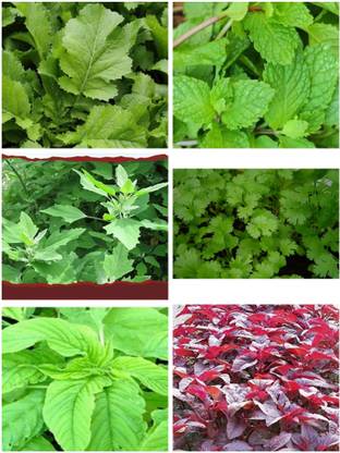 MG ALL IN ONE Hari sabji vegetable Seed