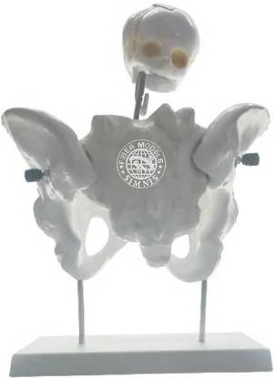 SIMNIS Female Pelvis Model and Fetal Skull, Anatomically Correct Life size Model Anatomical Body Model