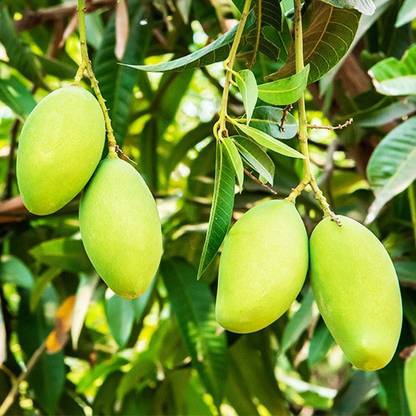 Bijaya Online Store Mango Plant