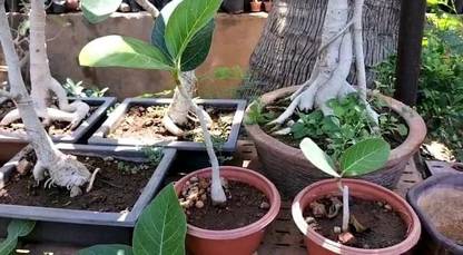 Chamunda Greens Ficus Bonsai Plant