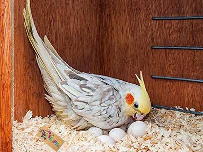 Western Era Natural Wood Shaving Nesting Material for Birds (200grm) Pet Litter Tray Refill