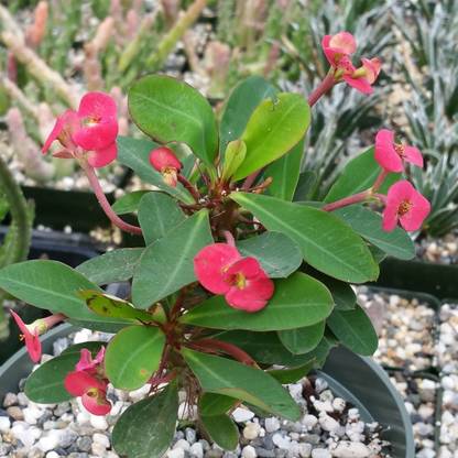 Globalplants Euphorbia Francoisii Plant