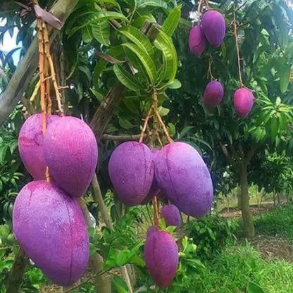 Rainbow Garden Mango Plant