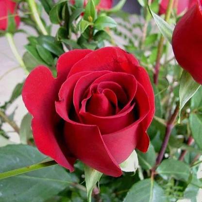 Oxygreenplant Rose Plant