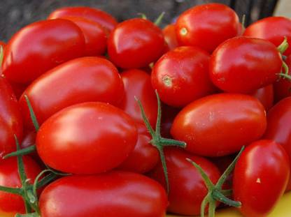 MKR Enterprises Tomato Seed
