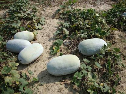 Profound Ash Gourd Hybrid Kumbalanga, Petha Vegetable Seeds, pack of 50 seeds Seed