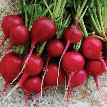 Profound European Red Radish Vegetable Seeds, pack of 50 seeds Seed