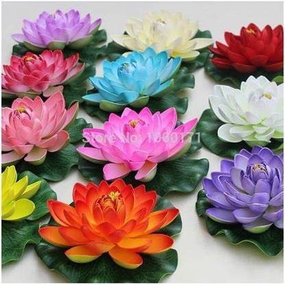 CARIBBEAN Floating Multi color Lotus Seed