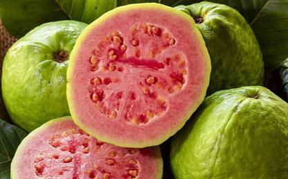 Cloud Farm Guava Plant