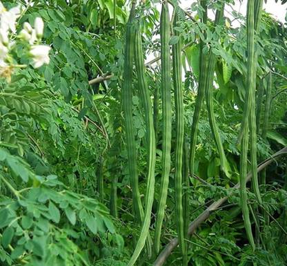 Profound PKM-1 Drumstick Seeds Moringa Seeds, pack of 40 seeds Seed