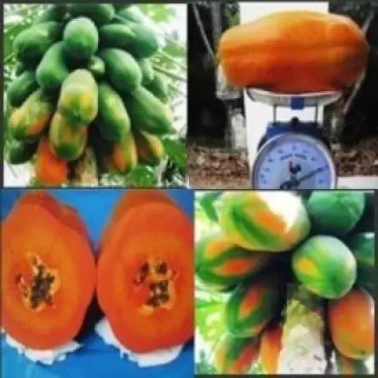 Chalisa Papaya Seed