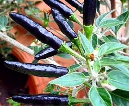 Infinity Gargening Black Hot Chilli Seeds - long Variety Seed