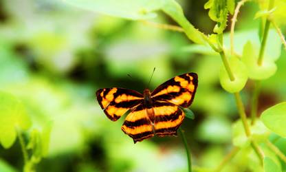 Titli Insect butterfly poster & Titli POSTERS, Dragonfly Poster, Insects Poster ...
