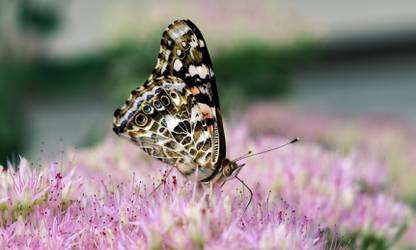 Titli Insect butterfly poster & Titli POSTERS, Dragonfly Poster, Insects Poster ...