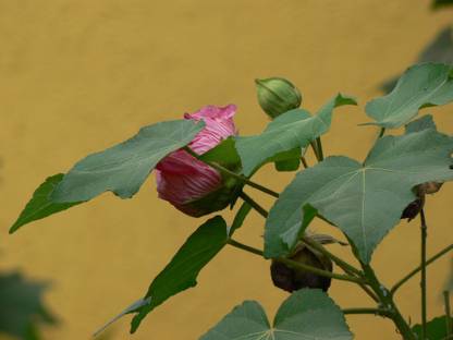 R Star Garden Lotus Plant