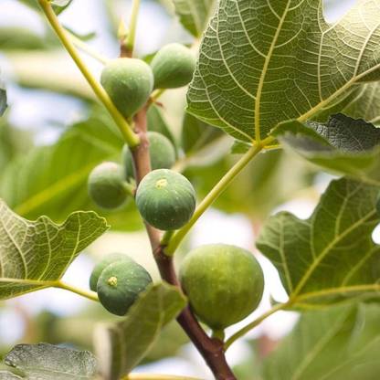 PLaNeTree Gular/Cluster Fig Plant