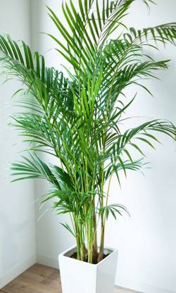 Plant Paradise Areca Palm