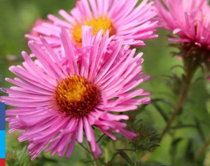 Padmavati Aster Plant