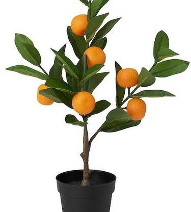 Leaf Life Orange Plant