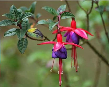 Padmavati Tillandsia Fuchsii Rare Air Plant