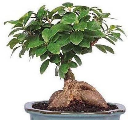 SNFE Ficus Bonsai