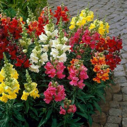 Aywal Antirrhinum majus Snapdragon Flower Seed