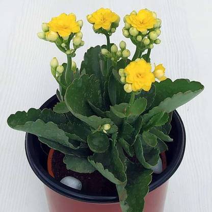 MiracleGarden Kalanchoe Plant