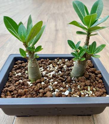 Bijaya Online Store Adenium Plant