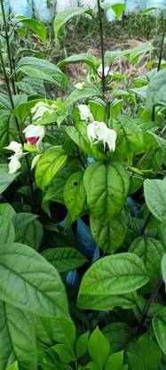 Heaven Of Saplings Cleromandrus Plant