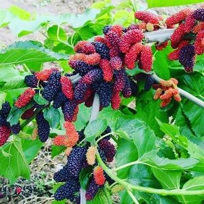 Haryalihub Shahtoot/Mulberry Plant