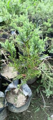 Oxygreenplant Juniper Plant