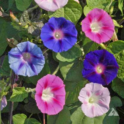 MegaValue MorningGlory Hybrid flower Seed
