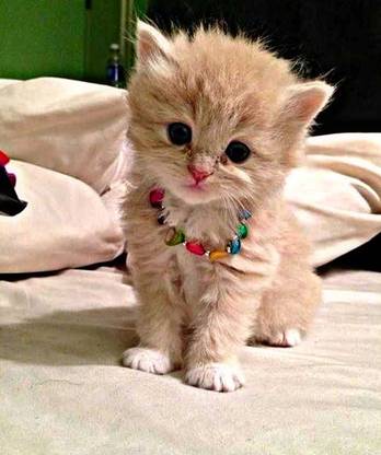 Cute cat Poster Multicolor Photo Paper Print Poster Photographic Paper