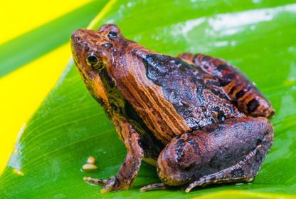 Tree Frogs Poster Multicolor Photo Paper Print Poster Photographic Paper