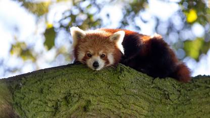 Red Panda Poster Multi Color Photo Paper Print Poster Photographic Paper