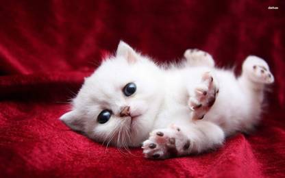 Cute Cat Poster Multi Color Photo Paper Print Poster Photographic Paper
