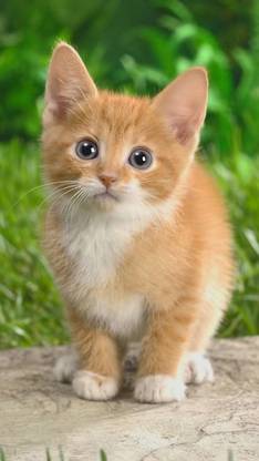 Cute Cat Poster Multi Color Photo Paper Print Poster Photographic Paper