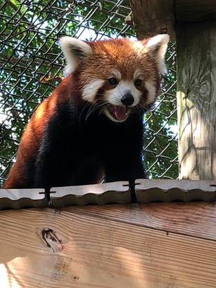 Red Panda Poster Multi Color Photo Paper Print Poster Photographic Paper