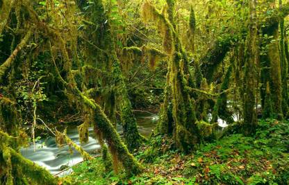 Mossy forests Poster Multicolor Photo Paper Print Poster Photographic Paper