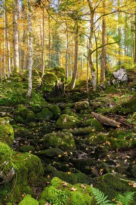 Mossy forest Multi Color Photo Paper Print Poster Photographic Paper