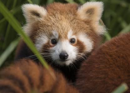 Red Panda Poster Multi Color Photo Paper Print Poster Photographic Paper