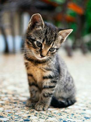 Cute Cat Poster Multi Color Photo Paper Print Poster Photographic Paper