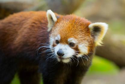 Red Panda Poster Multi Color Photo Paper Print Poster Photographic Paper