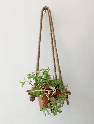 Khush Its Amazing Plant Container Set