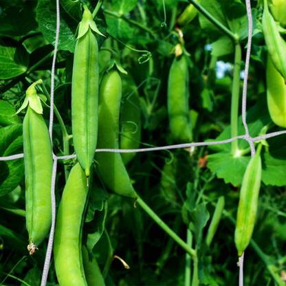 WNE Jaliwale Plant Climbing net & Plant Trellis Netting Creeper Net - 5feet x 5feet Hiking Net