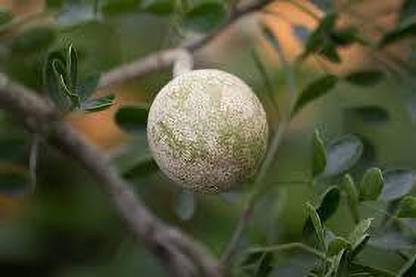 EliteGreen Wood Apple Plant