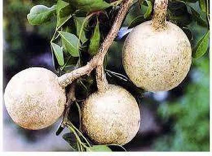 EliteGreen Wood Apple Plant
